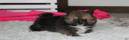 Pomeranian dogs for sale: Bailey  - Ad 9