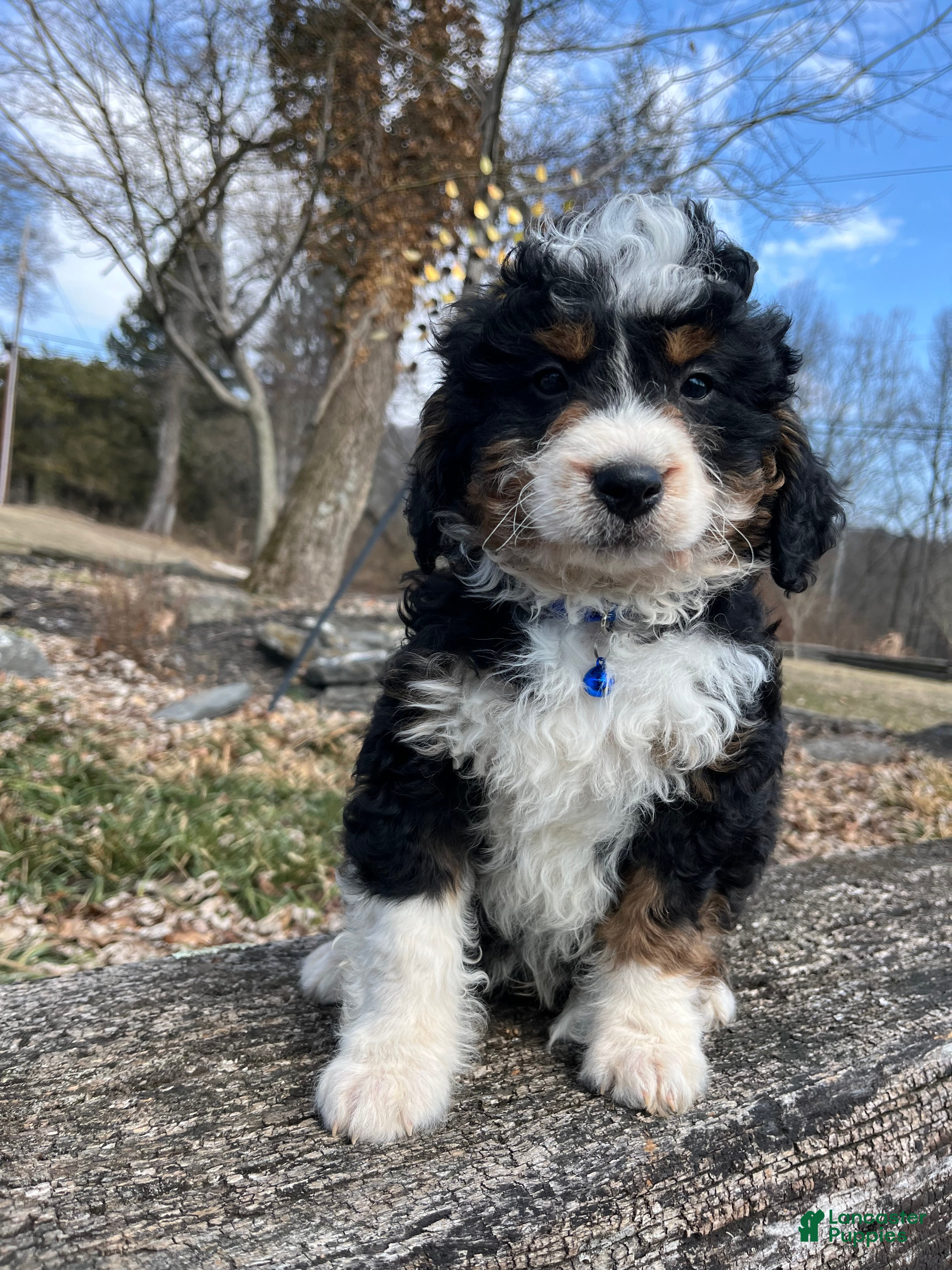 Mini Bernedoodle dogs Whiskey  - Ad 1