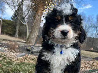 Mini Bernedoodle dogs for sale: Whiskey - Ad 1