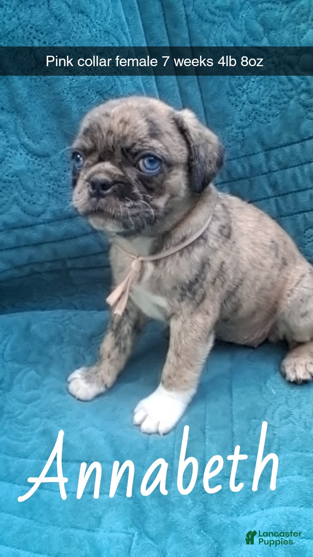 Pug dogs Annabeth  - Ad 6