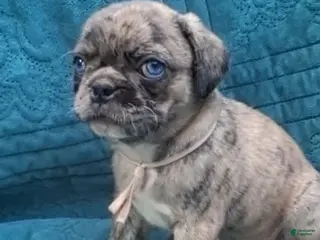 Pug dogs Annabeth - Ad 24