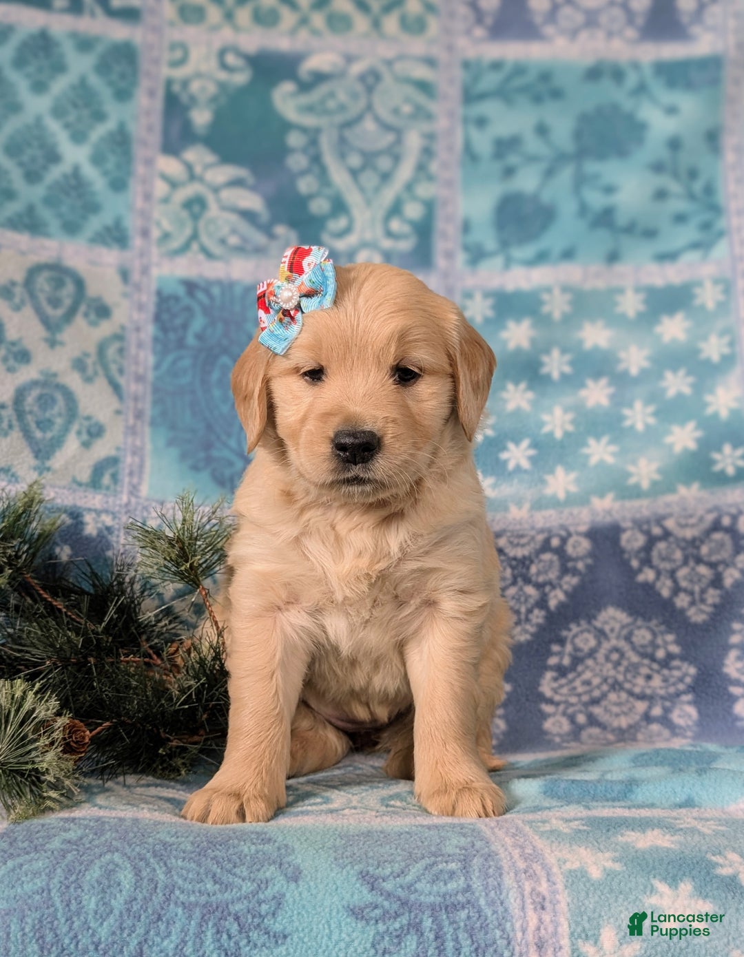 Golden Retriever dogs for sale: Catalina - Ad 2