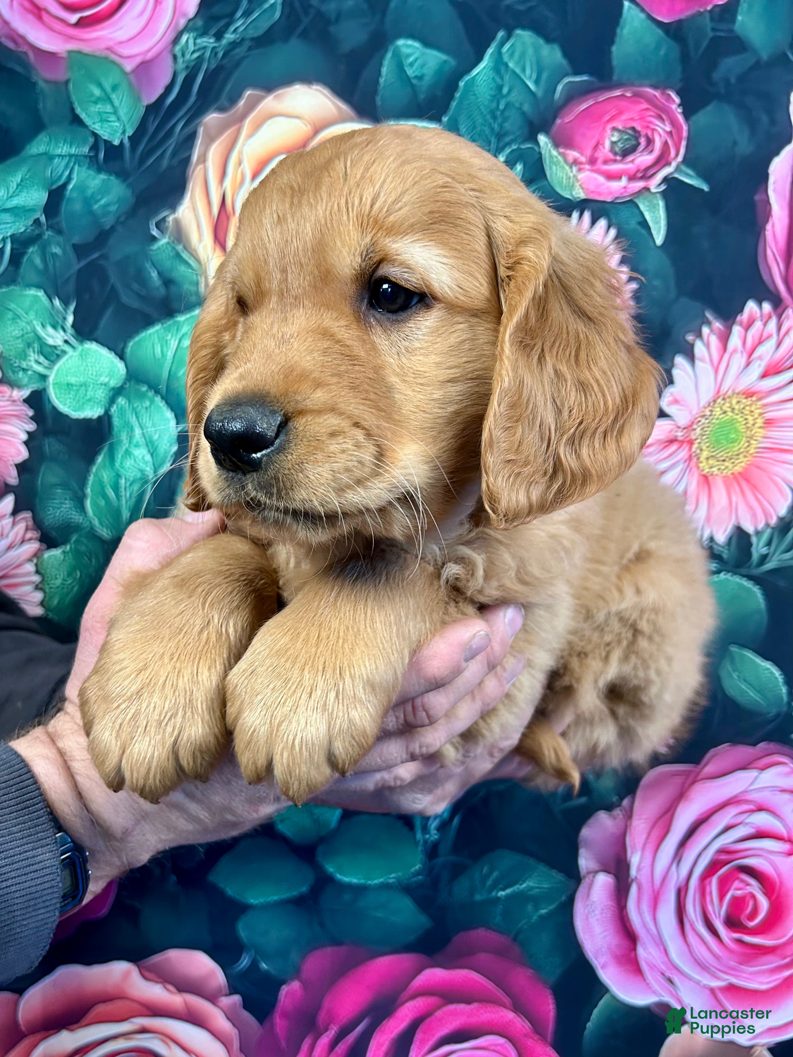 Golden Retriever dogs Charlie  - Ad 2