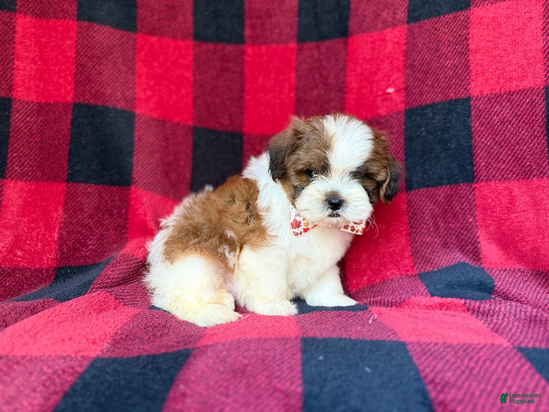 Shihpoo dogs for sale: Cypress - Ad 5