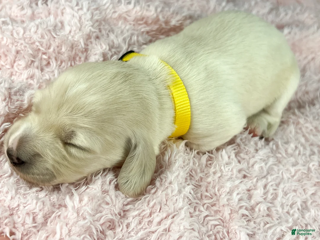 Miniature Dachshund dogs for sale: Mozzarella - Ad 2