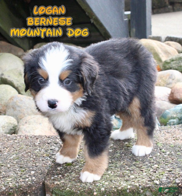 Bernese Mountain Dog dogs Logan - Ad 41