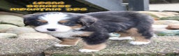 Bernese Mountain Dog dogs for sale: Logan - Ad 1