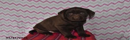 Labrador Retriever dogs for sale: Jenny - Ad 3