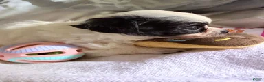 AKC Snoopy, Black on white extra long coat boy 
