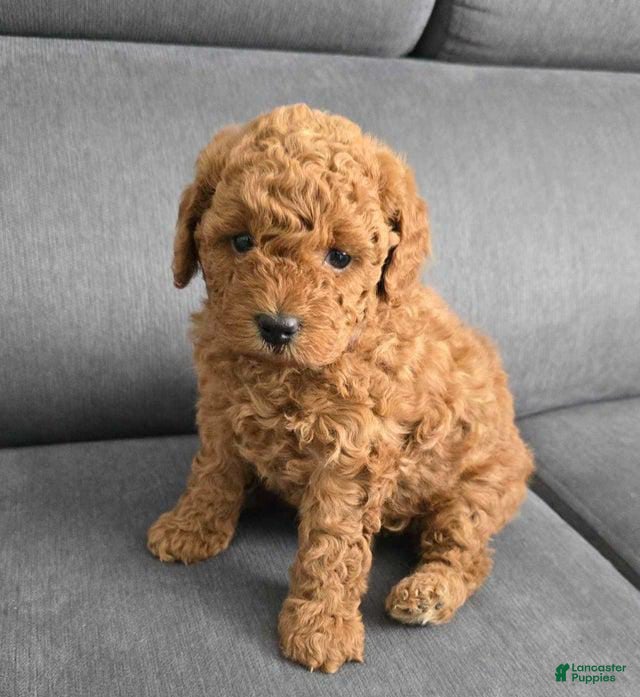 Toy Poodle dogs Toy Poodle Puppy 2 - Ad 19