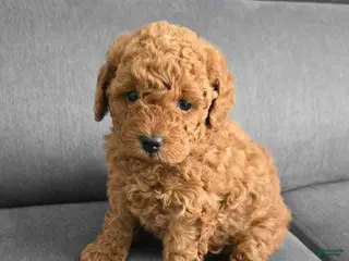 Toy Poodle dogs Toy Poodle Puppy 2 - Ad 24