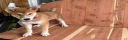 Shiba Inu dogs for sale: Shiba Inu Puppy 4 - Ad 13