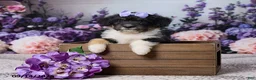 Corgipoo dogs for sale: Alice - Ad 5