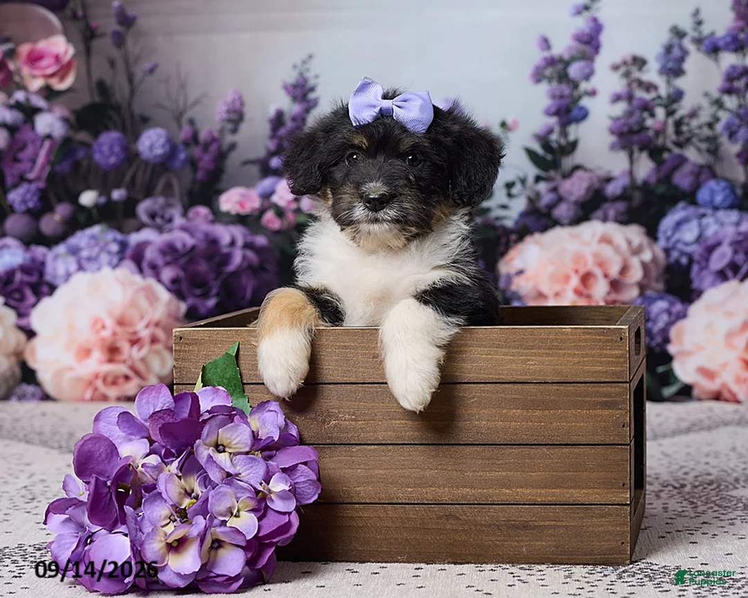 Corgipoo dogs for sale: Alice - Ad 5