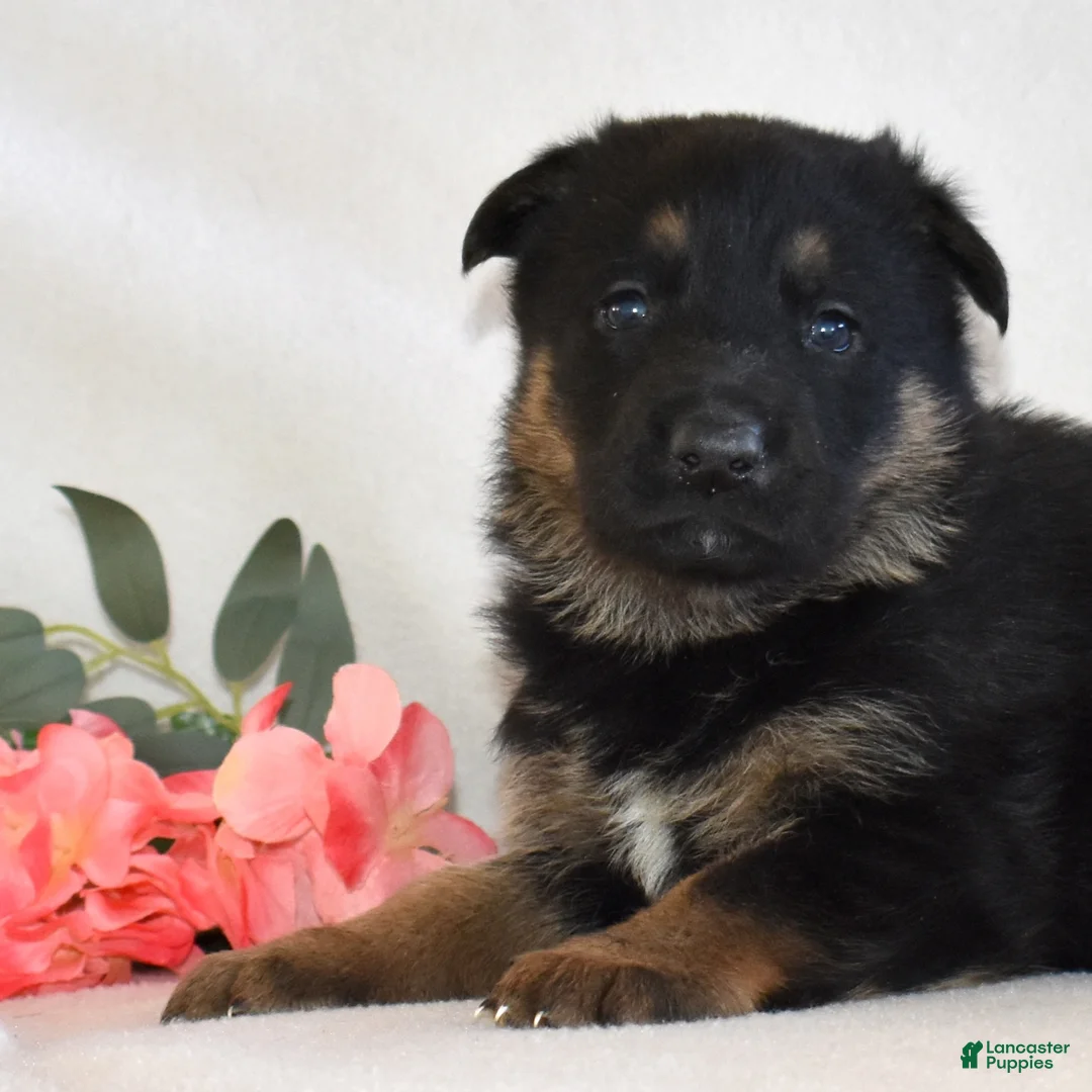 German Shepherd dogs for sale: Savannah - Ad 6