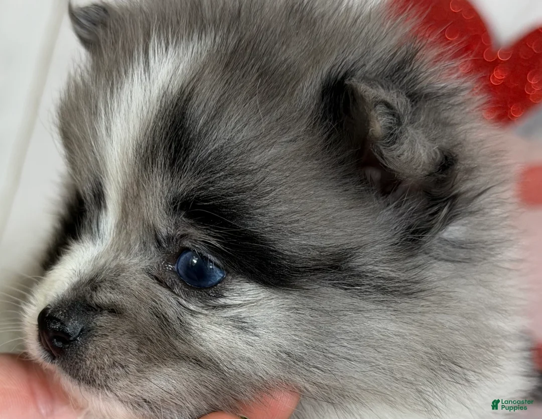 Pomeranian dogs for sale: Cupid blue eye  - Ad 8