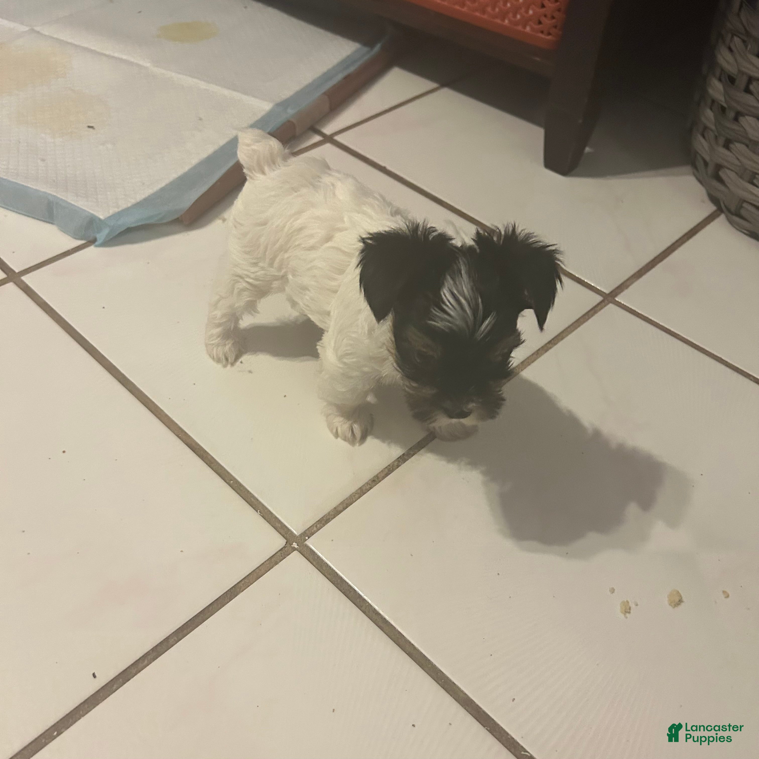 Yorkshire Terrier dogs Yorkshire Terrier Puppy 2 - Ad 18