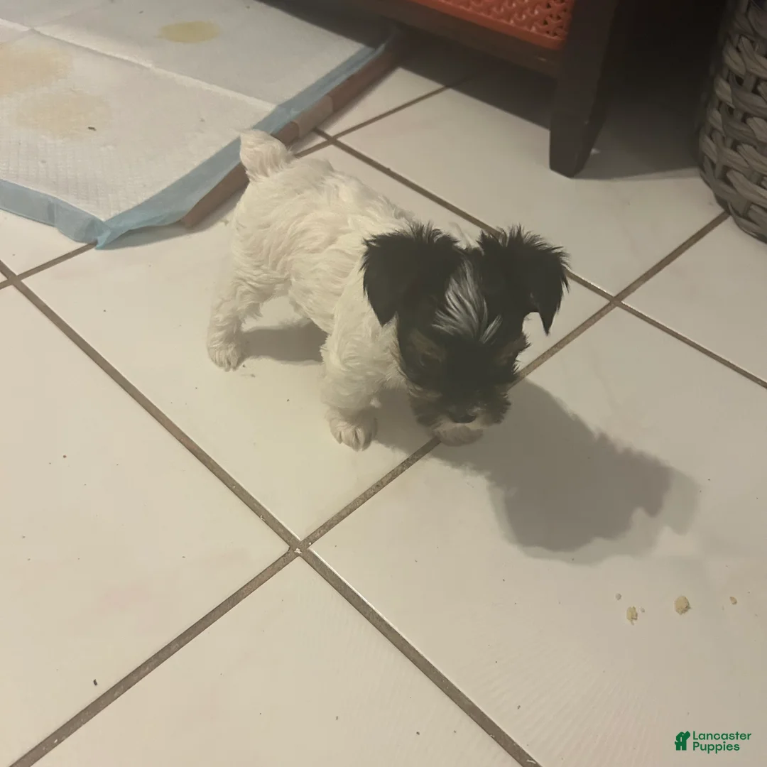 Yorkshire Terrier dogs for sale: Yorkshire Terrier Puppy 2 - Ad 1