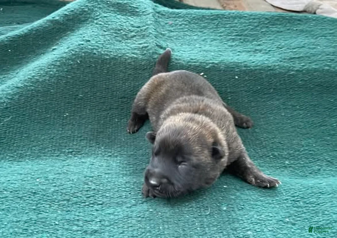 Mixed Breed dogs for sale: Male Puppy 1 - Ad 2