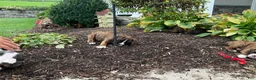 Boxer dogs for sale: Dallas - Ad 4