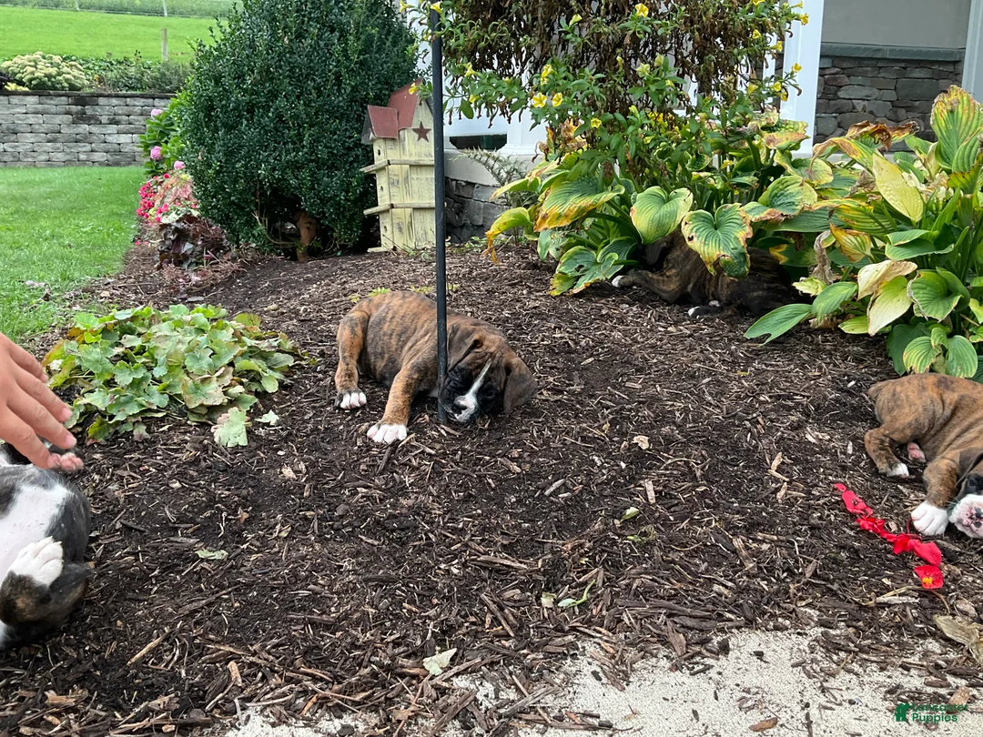 Boxer dogs for sale: Dallas - Ad 4