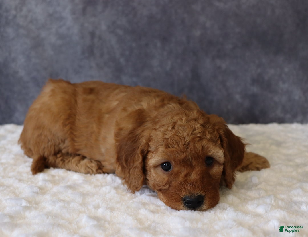 Mini Goldendoodle dogs for sale: Molly - Ad 3
