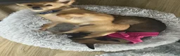 Chihuahua dogs for sale: Chihuahua Puppy 1 - Ad 4