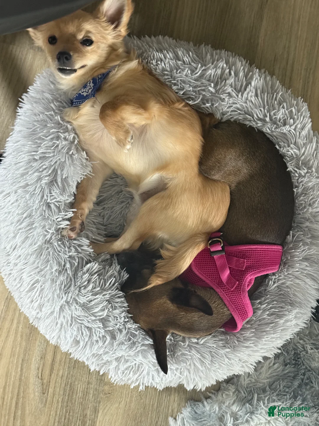 Chihuahua dogs for sale: Chihuahua Puppy 1 - Ad 4