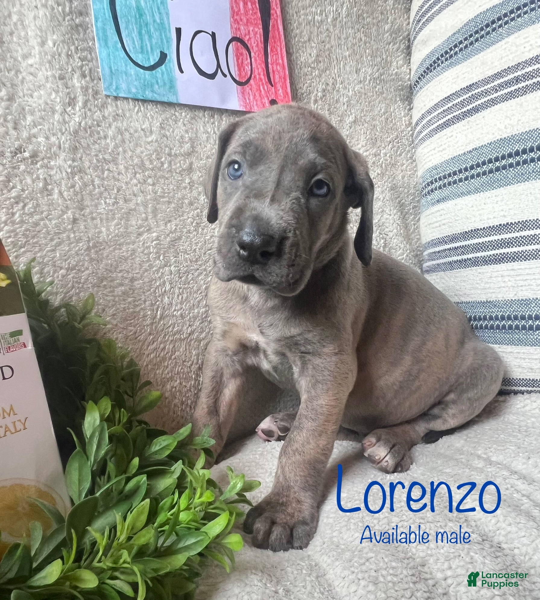 Great Dane dogs Lorenzo - Ad 31
