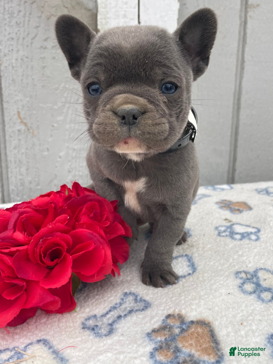 French Bulldog dogs for sale: Cooper - Ad 1