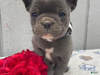 French Bulldog dogs Cooper - Ad 3