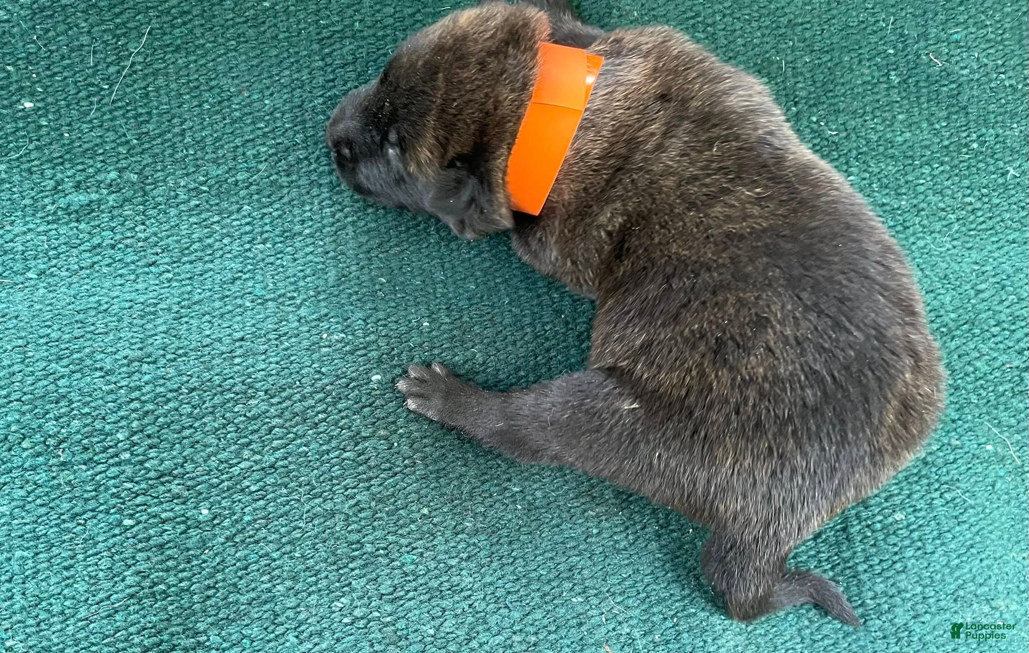 Mixed Breed dogs Orange Male  - Ad 2