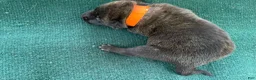 Mixed Breed dogs for sale: Male Puppy 3 - Ad 2