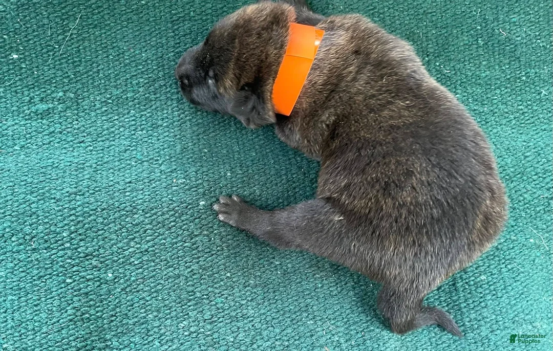 Mixed Breed dogs for sale: Male Puppy 3 - Ad 2