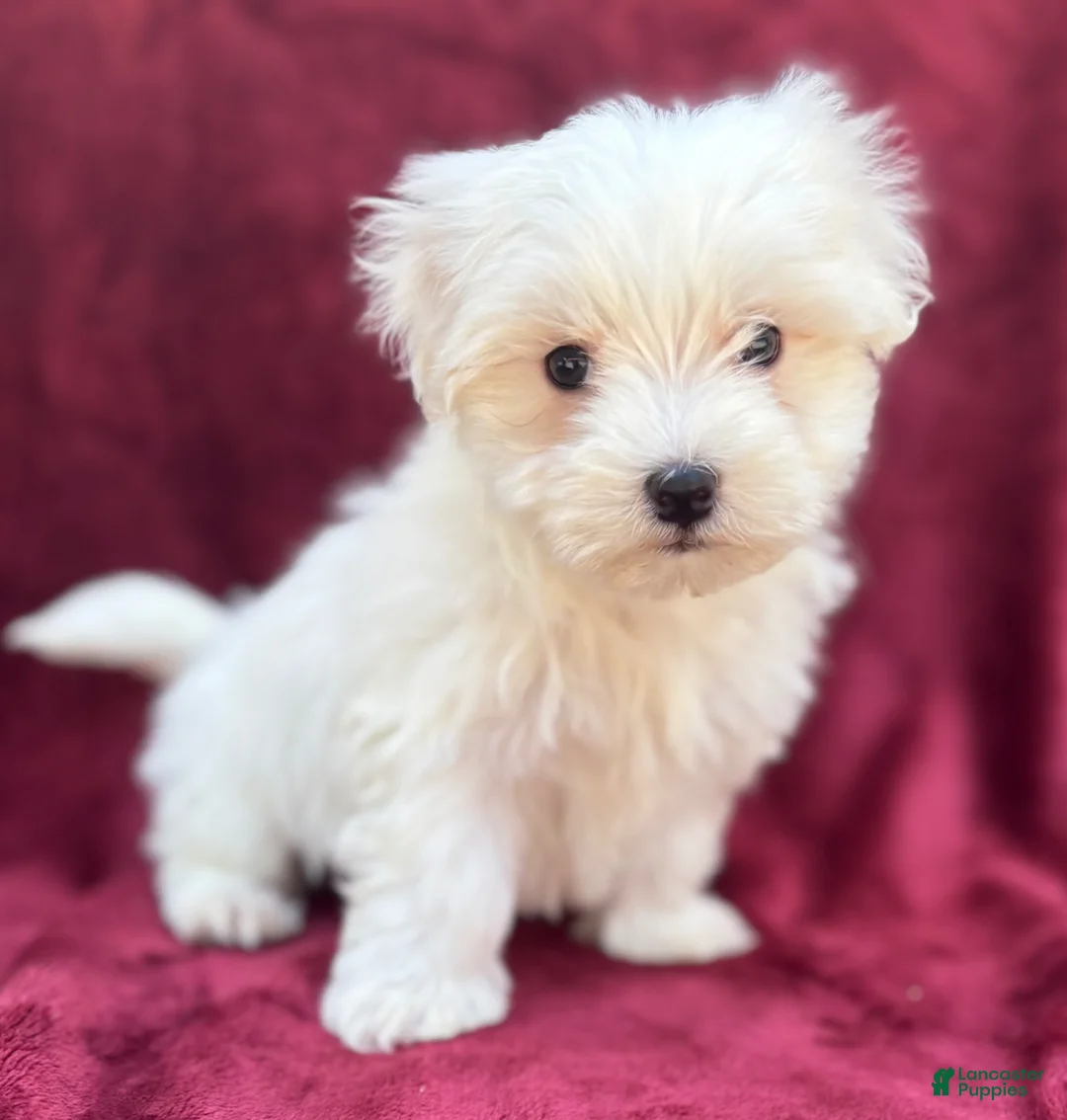 Maltese dogs for sale: Leo - Ad 1