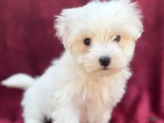 Maltese dogs for sale: Leo - Ad 1
