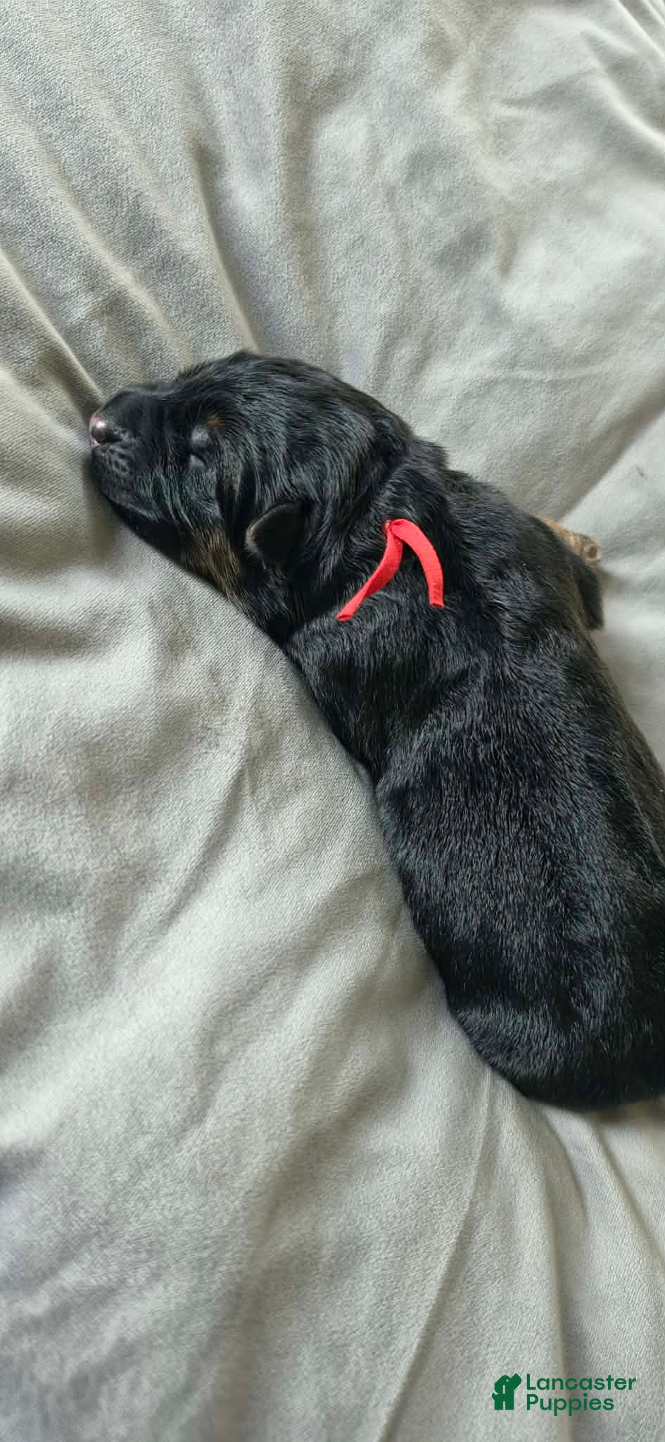 German Shepherd dogs Frigg- Red Collar - Ad 1