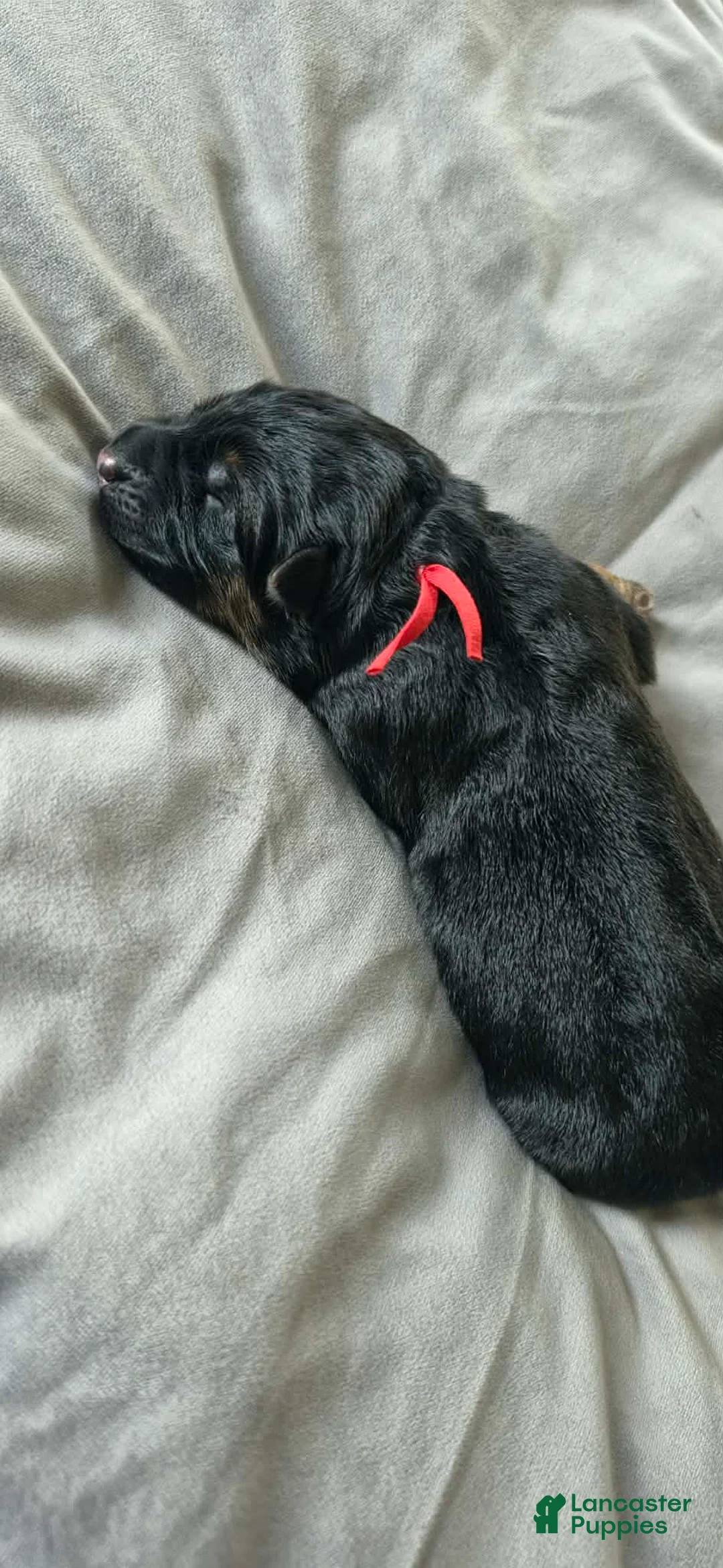 German Shepherd dogs for sale: Frigg- Red Collar - Ad 1