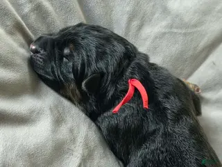 German Shepherd dogs for sale: Frigg- Red Collar - Ad 4