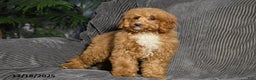 Miniature Poodle dogs for sale: Kalyn - Ad 2