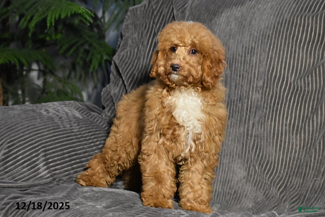 Miniature Poodle dogs for sale: Kalyn - Ad 2