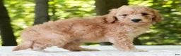Mini Goldendoodle dogs for sale: Corey - Ad 4