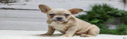 French Bulldog dogs for sale: Candace - Ad 1