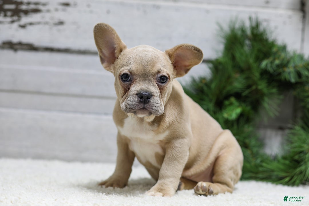 French Bulldog dogs for sale: Candace - Ad 1