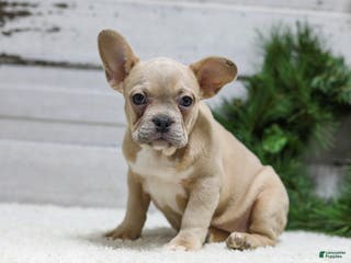 French Bulldog dogs Candace - Ad 15