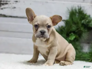 French Bulldog dogs Candace - Ad 10
