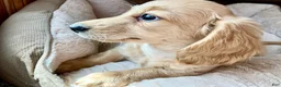 Miniature Dachshund dogs for sale: Mr. Spaghetti Noodle of Fettuccine Villa - Ad 3