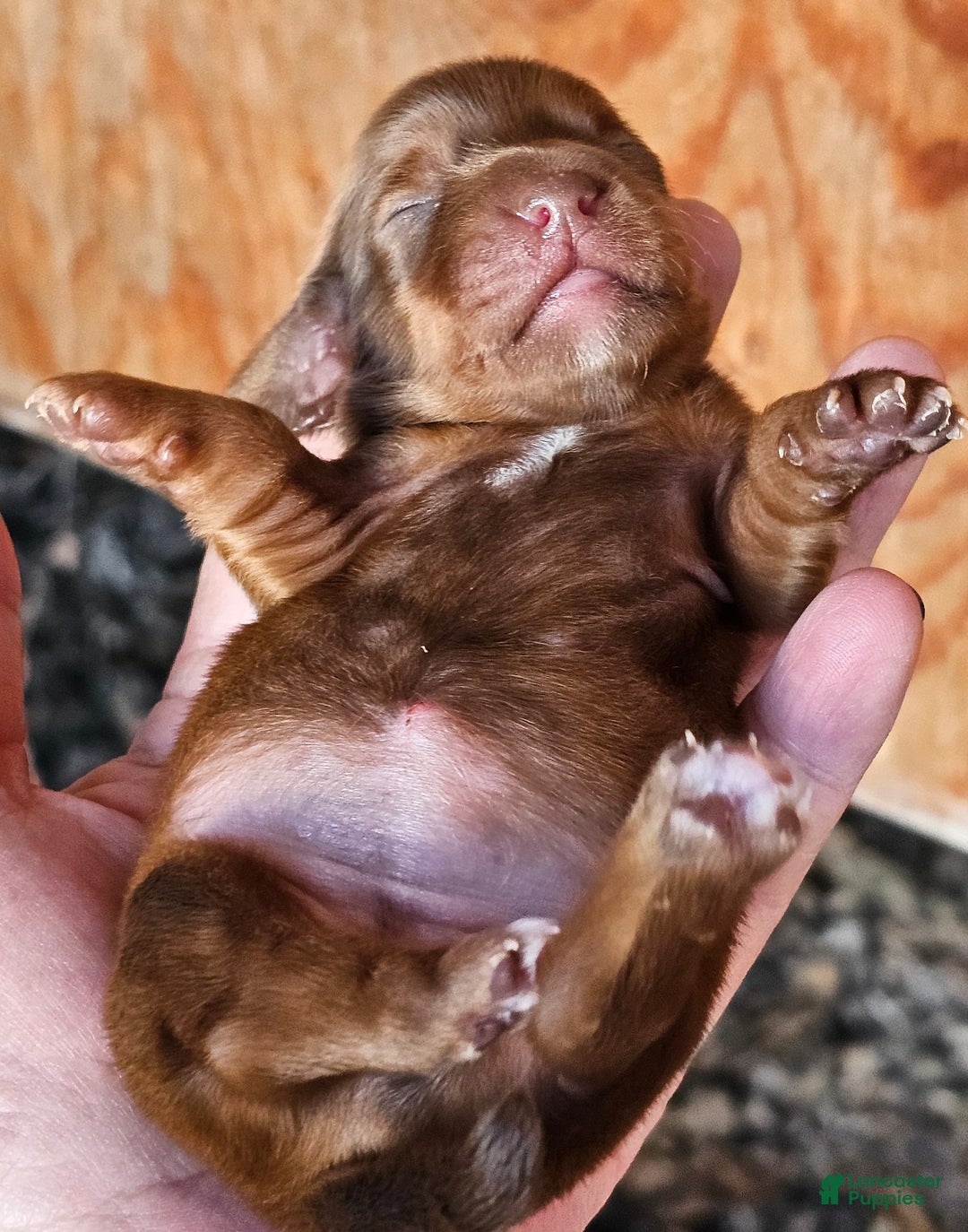 Miniature Dachshund dogs for sale: CT Long-haired  - Ad 5