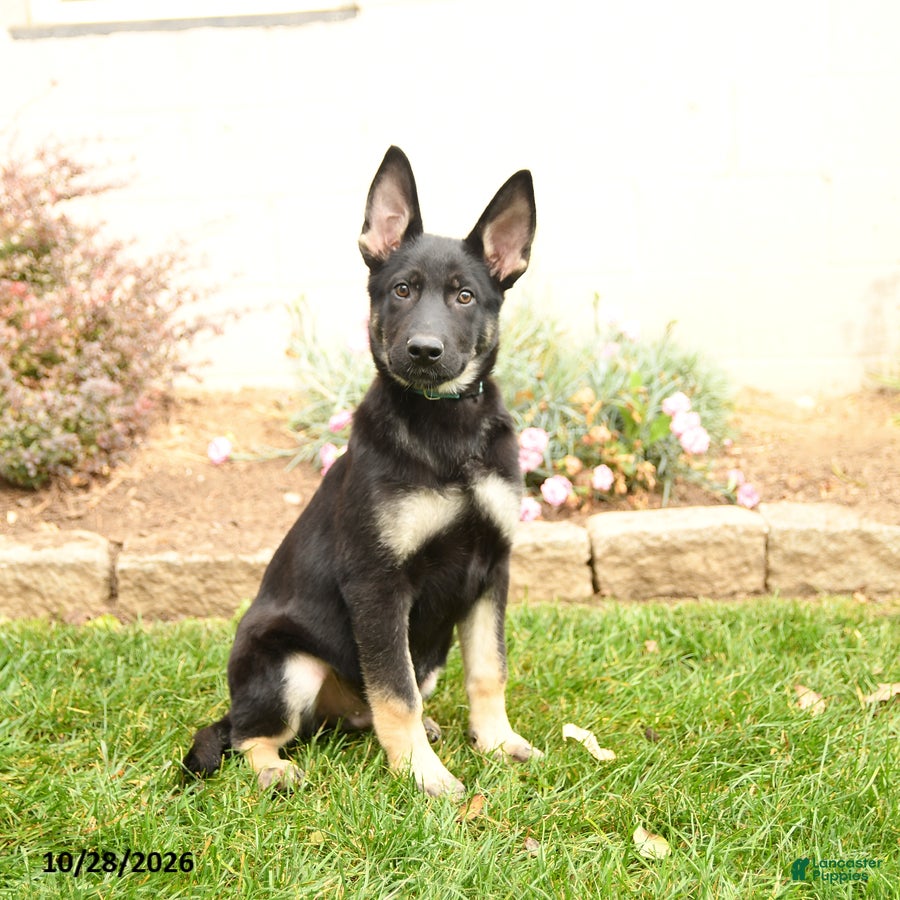 Gerberian Shepsky dogs for sale: Tyler - Ad 1