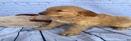 Golden Retriever dogs for sale: Penny - Ad 3